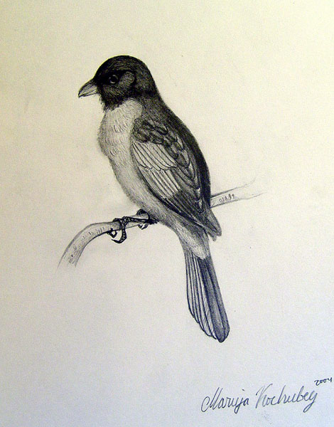 Bird