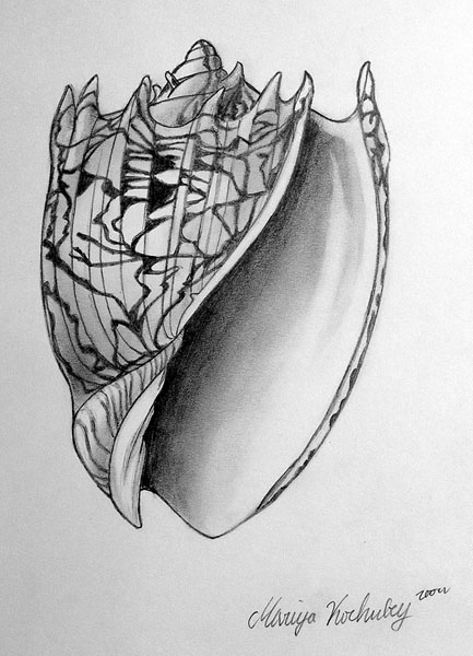 Shell