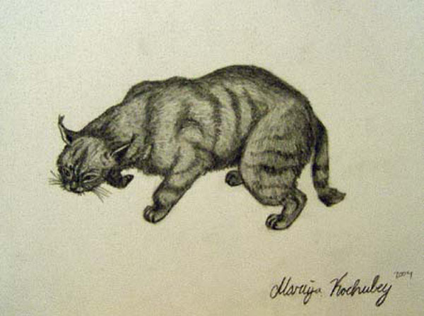 Wild cat