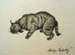 Wild cat