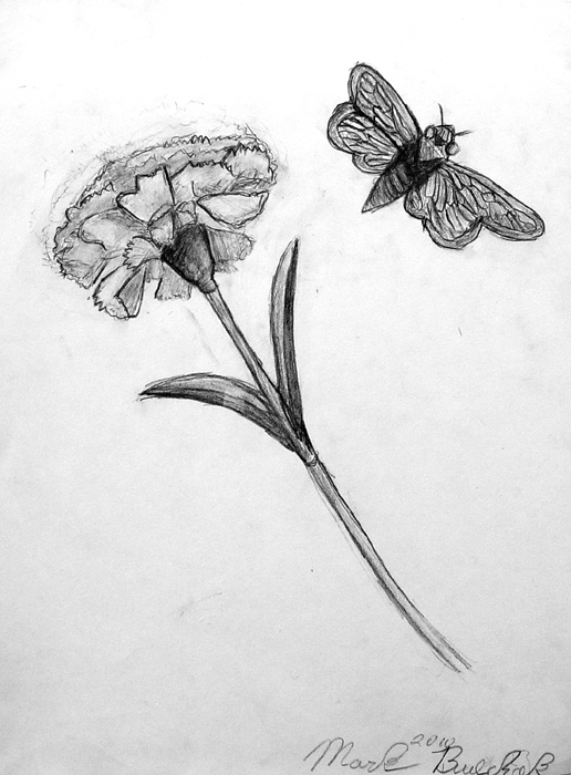 A_Flower_and_a_Butterfly