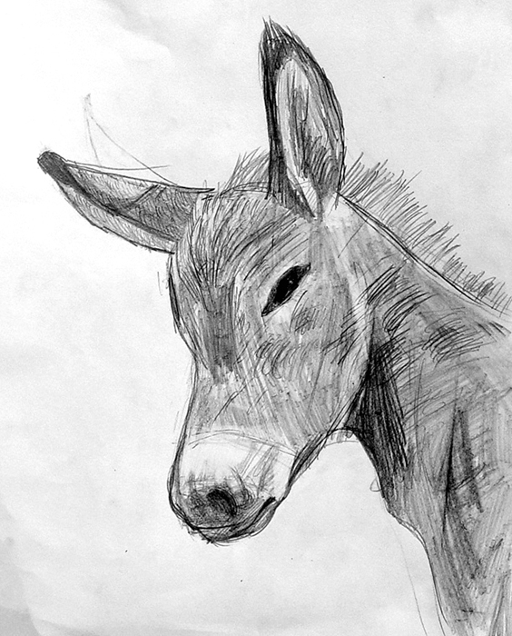 Donkey