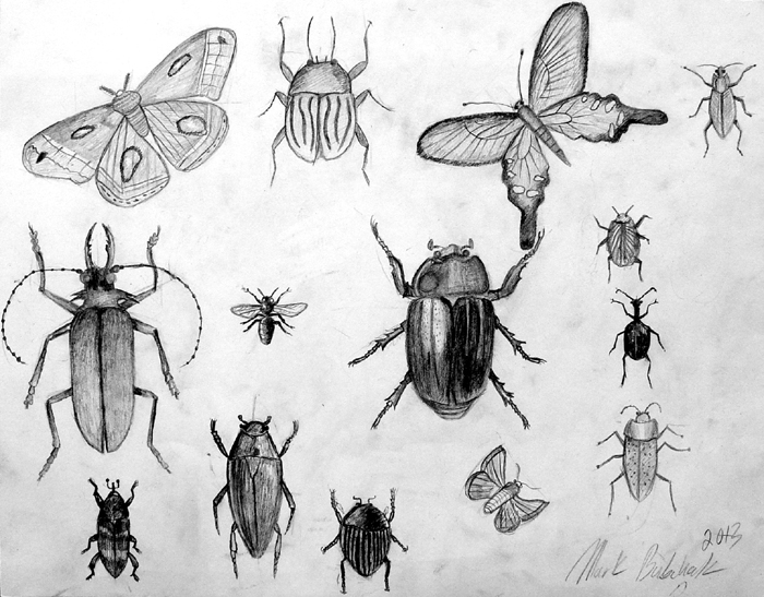 Insects