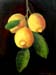 Still-life_1_(study)