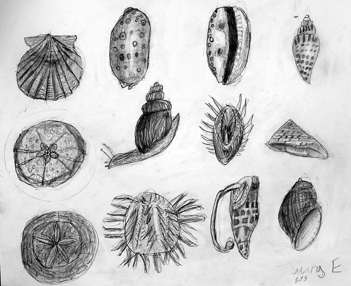 Shells