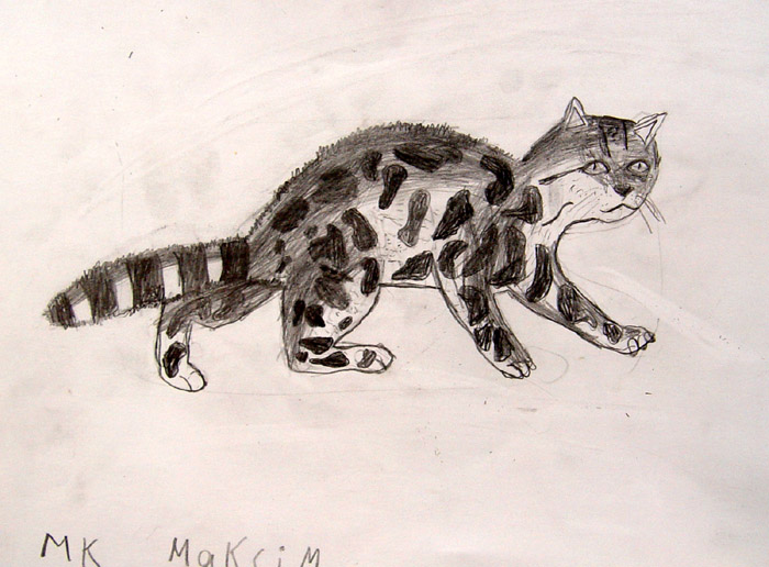 Bobcat
