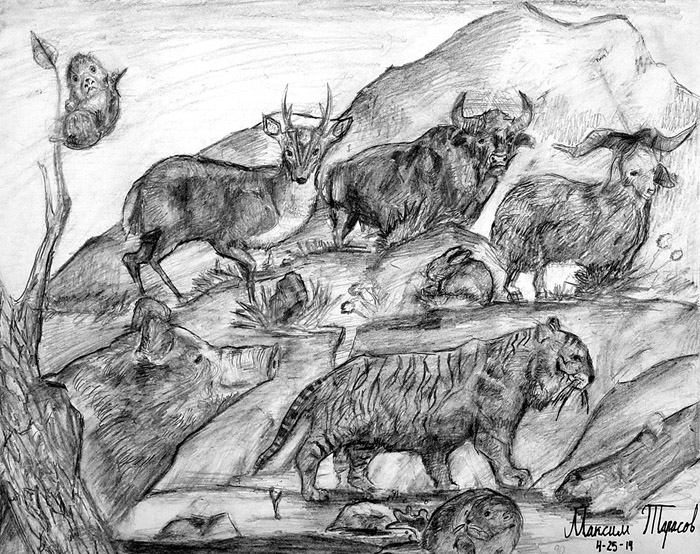 Animals
