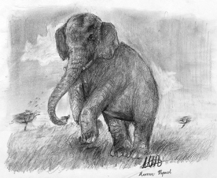 Elephant