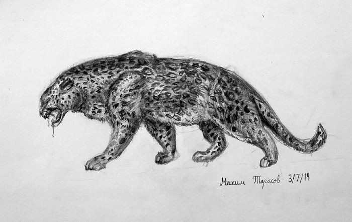 Leopard
