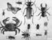 Insects_and_a_crab