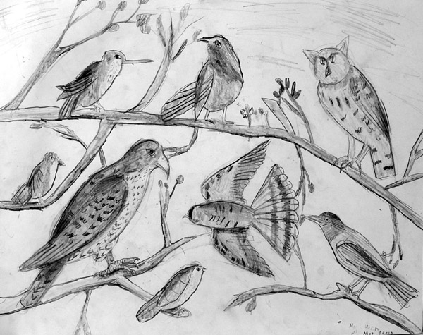 Birds