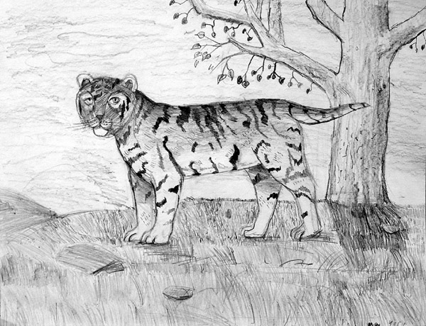 Tiger_2