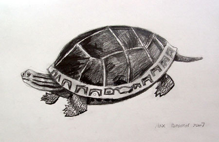 Turtle