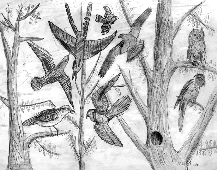 Birds