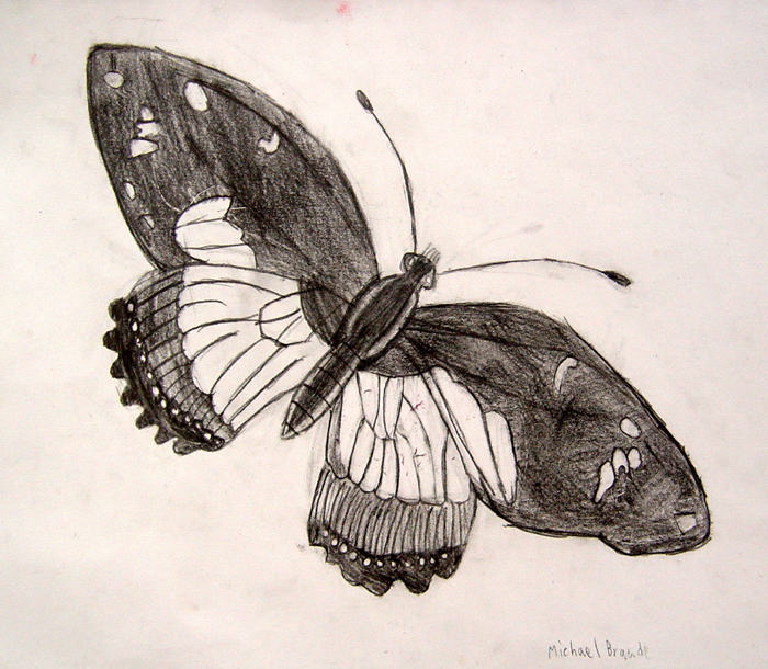 Butterfly_2