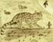 Wild_cat