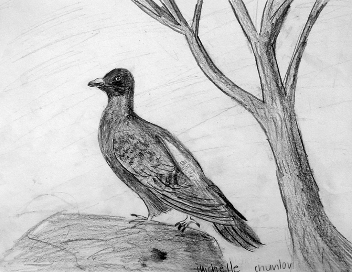 Bird