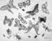 Insects