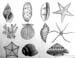 Shells
