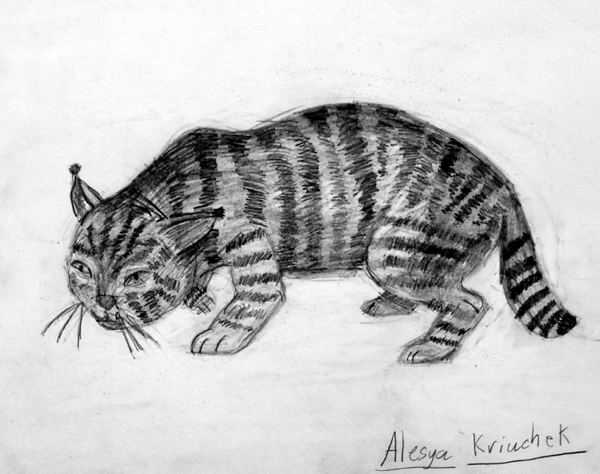 Wildcat