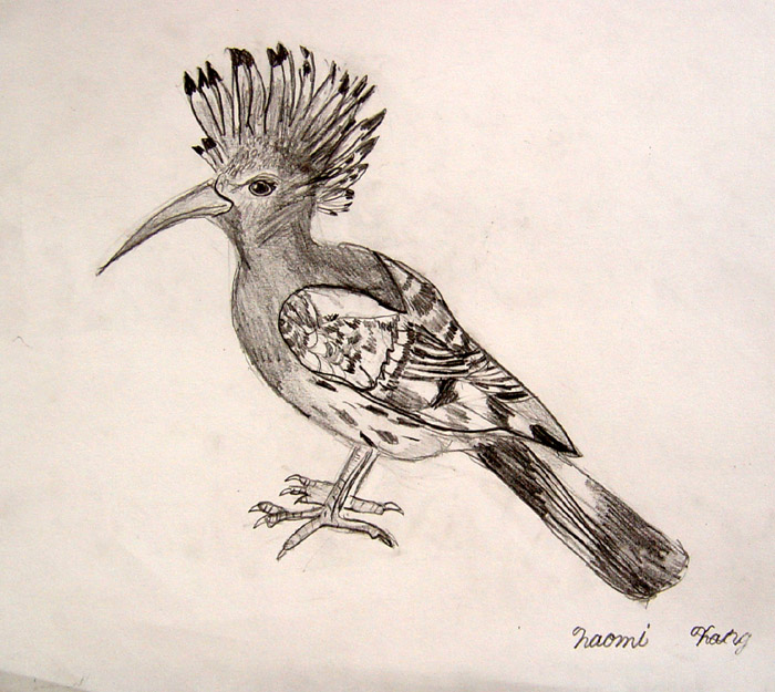 Bird