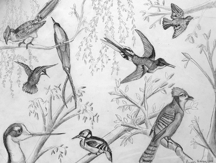 Birds