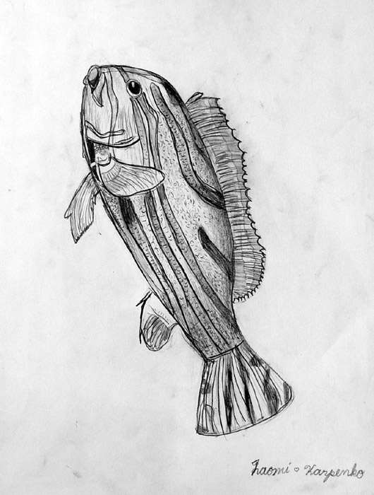Fish