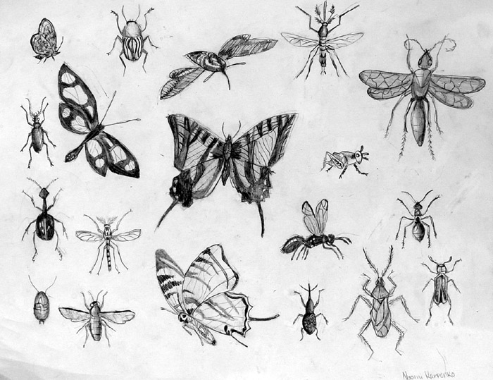 Insects