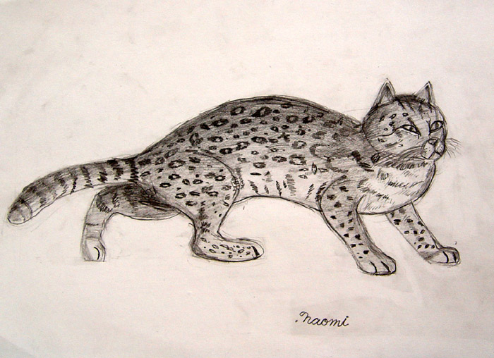 Wild_cat
