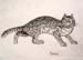 Wild_cat