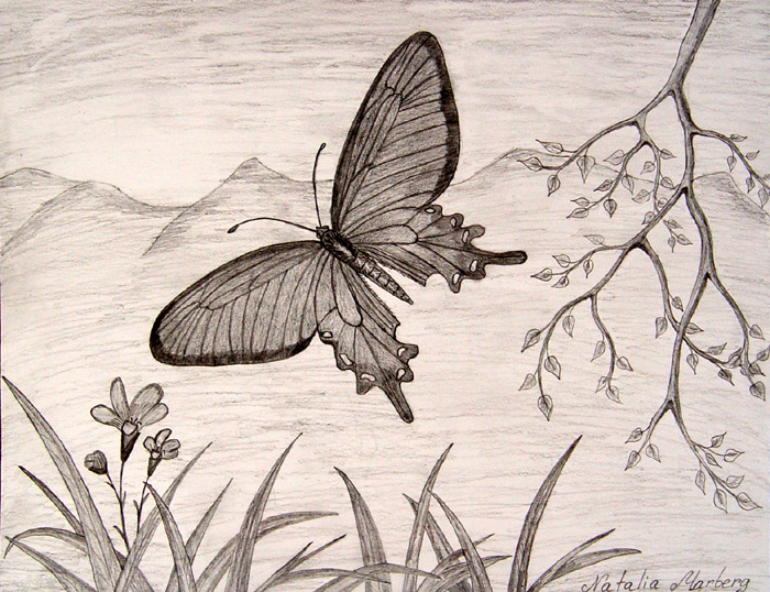 Butterfly