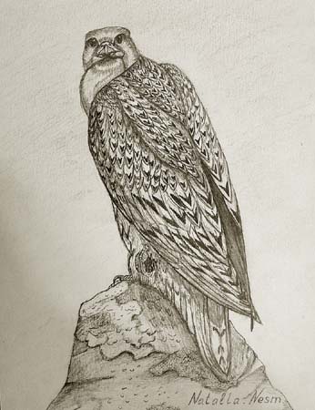 Eagle