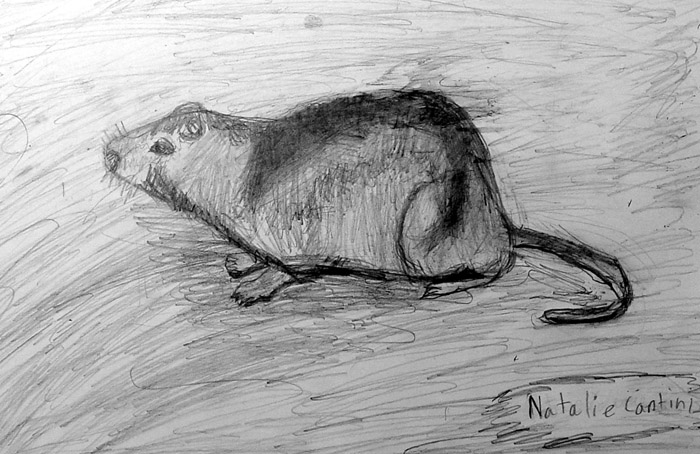 Rodent