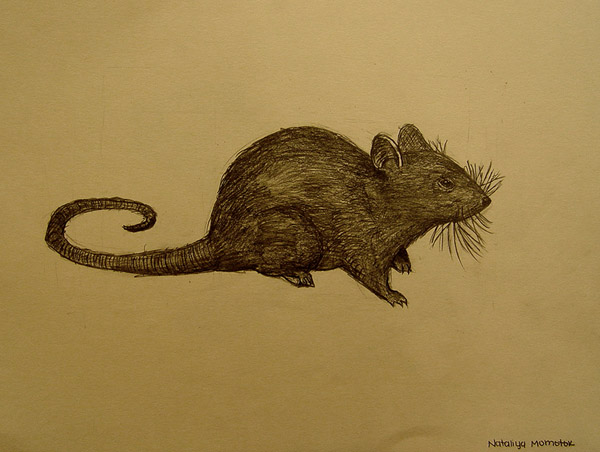 Mouse