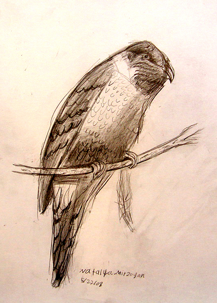 Bird