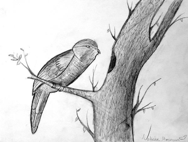 Bird_2