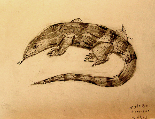 Lizard