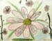 Flower_2