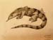 Lizard