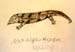 Lizard_2
