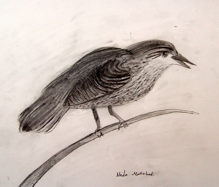 Bird