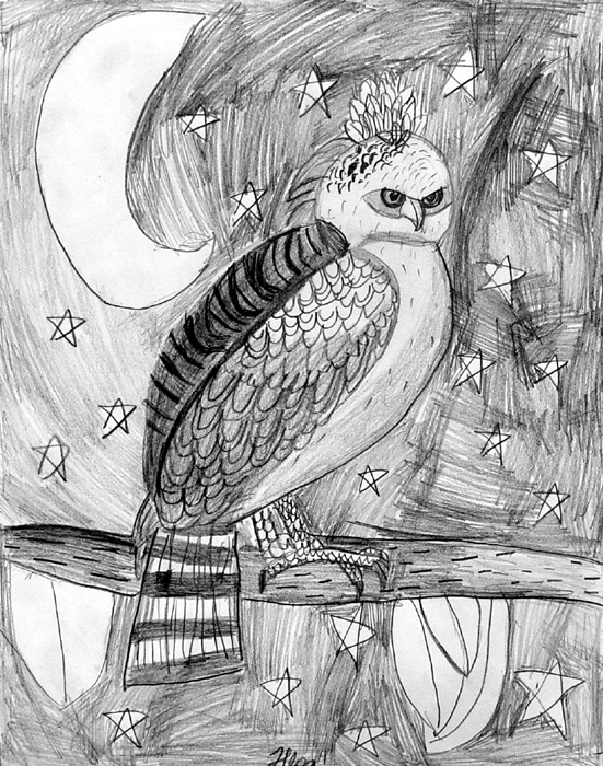 Owl