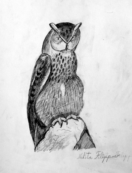 Owl