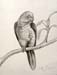 Parrot