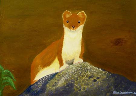 Ermine