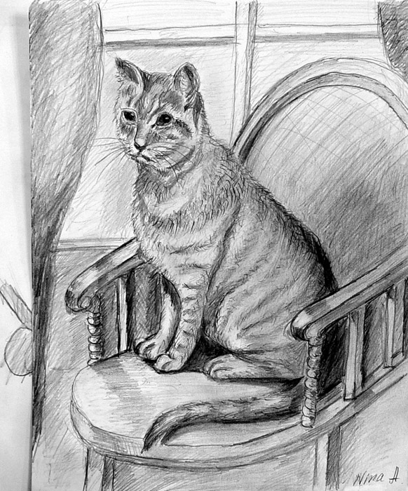 Cat