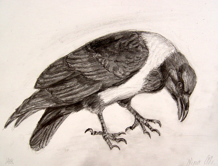 Crow