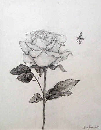 A_ rose_and_a-bee