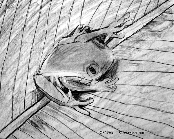 Frog