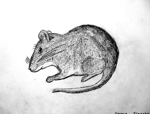Mouse